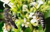 Coelioxys aurolimbata